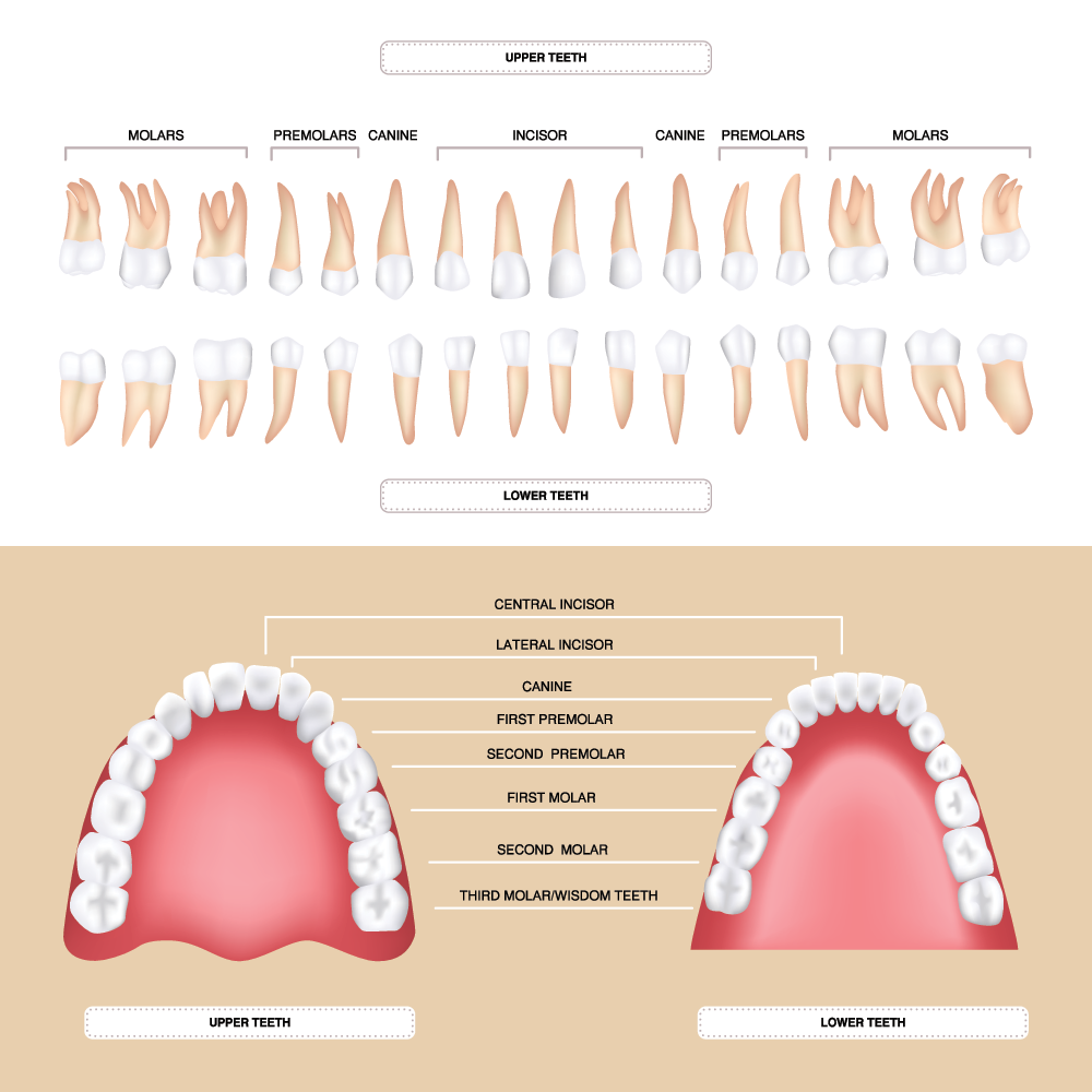 Teeth Numbers and Names Diagram, Names, Number, and