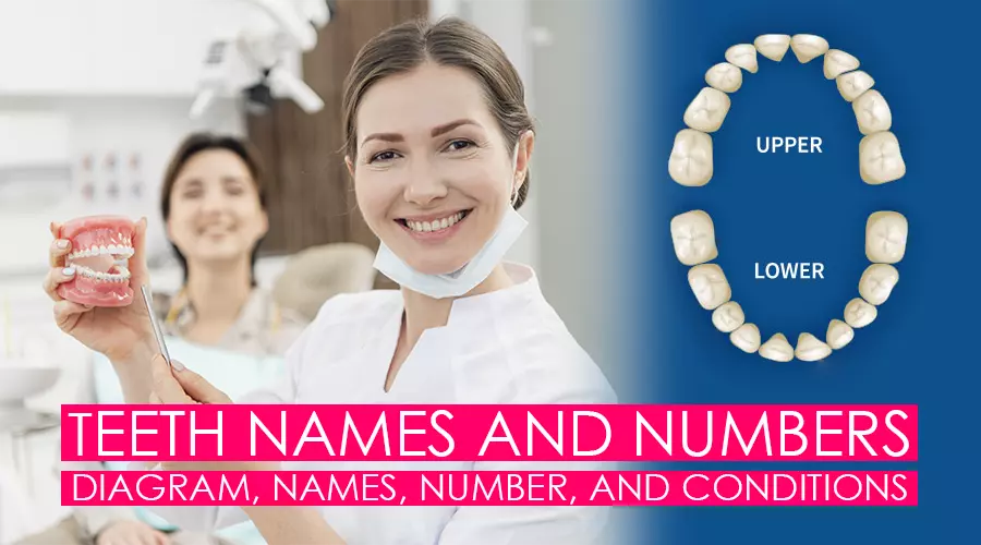 Teeth Names And Numbers Diagram Names Numbers Of Human Teeth