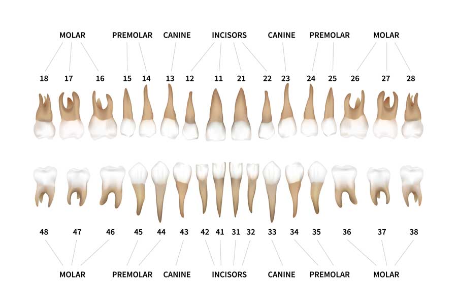 teeth names and numbers chart