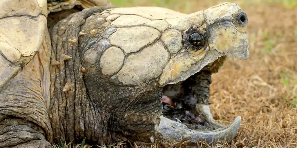 Alligator Snapping Turtle