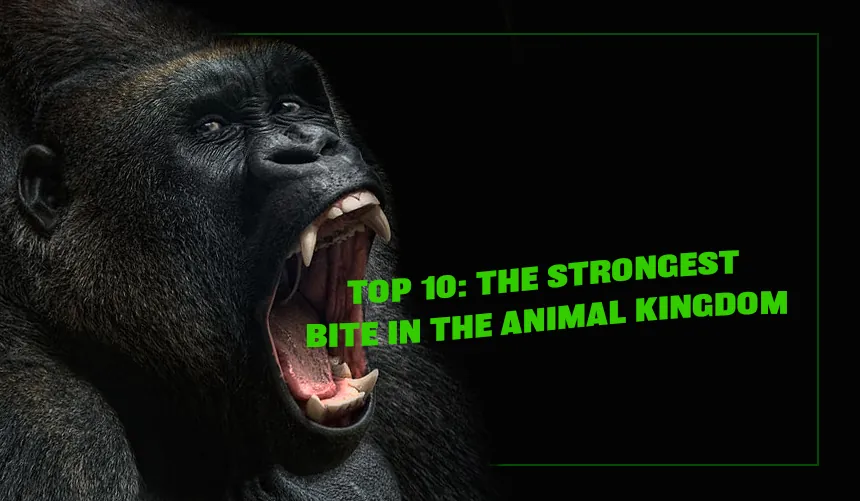 Top 10: The Strongest Bite in the Animal Kingdom Ranked