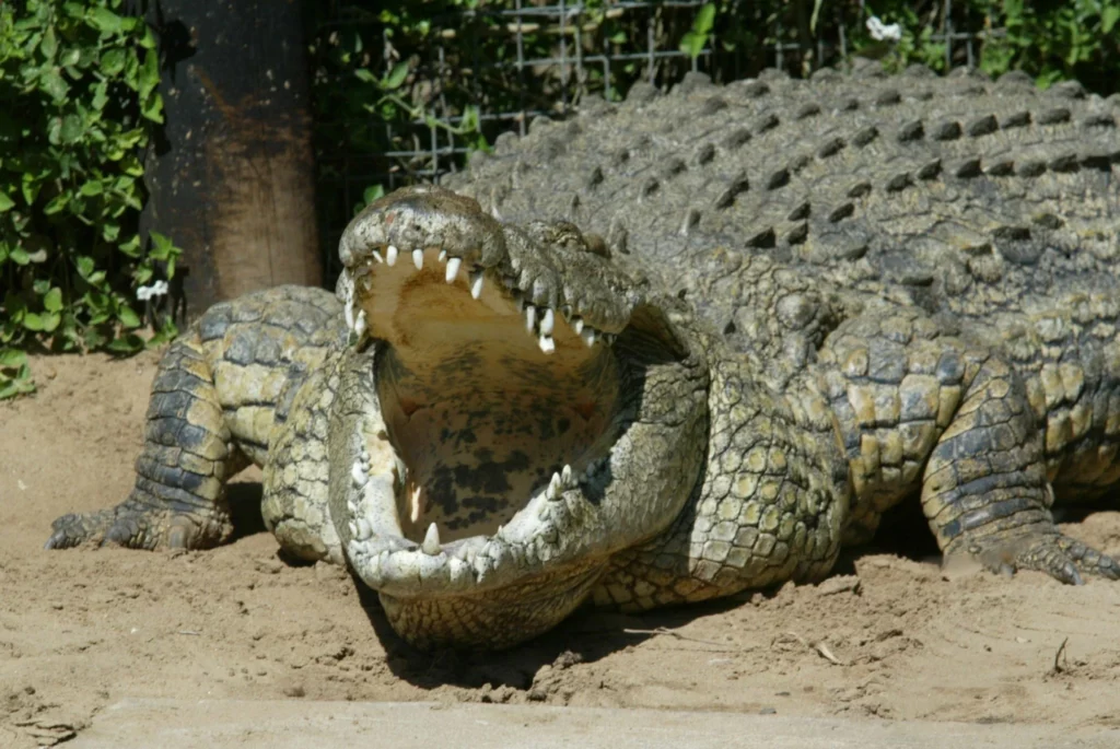 Nile Crocodile scaled
