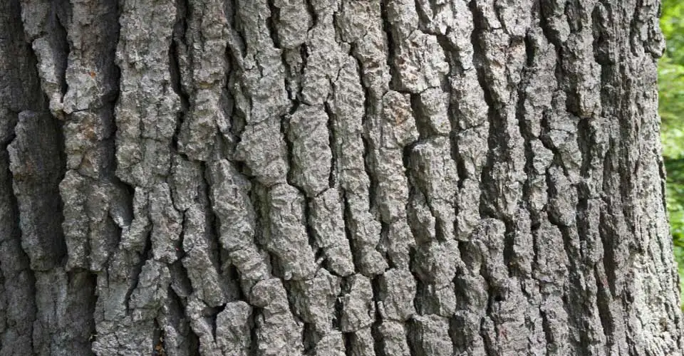Tooth Relief White oak bark medium