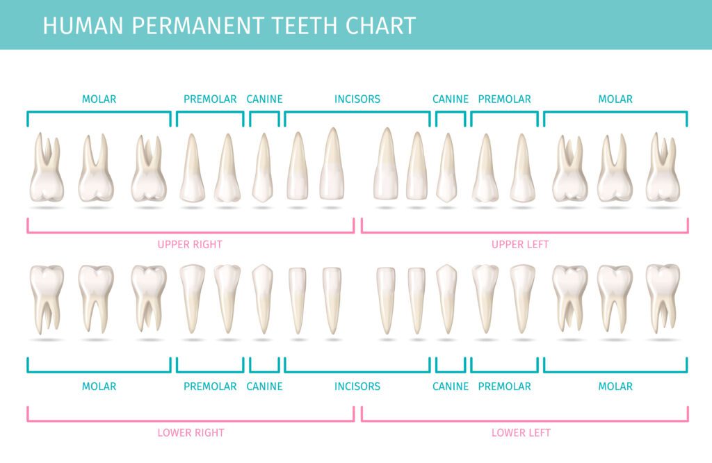 Explore the intricate details of dental anatomy through this realistic chart showcasing the arrangement of permanent human teeth.