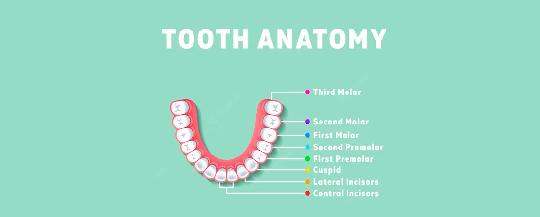 An educational illustration depicting the anatomy of an All-on-4 denture, showcasing the names and positions of each molar and tooth.