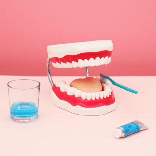 An animation loop showing a plastic model of a mouth being brushed with a toothbrush.