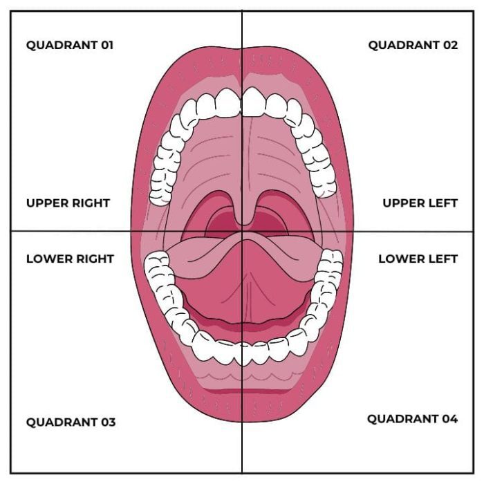 Teeth Diagram