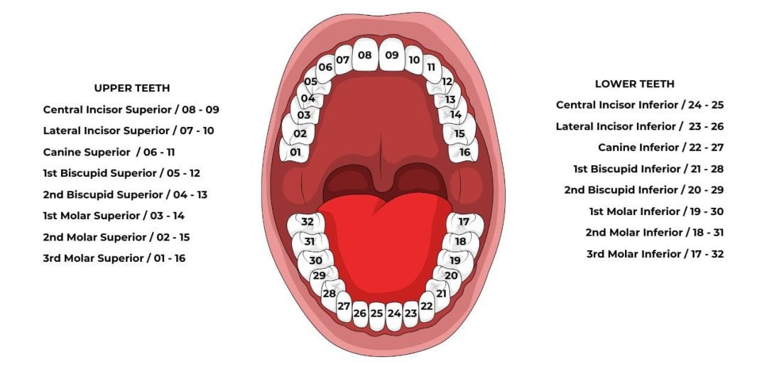 Teeth Names and Numbers