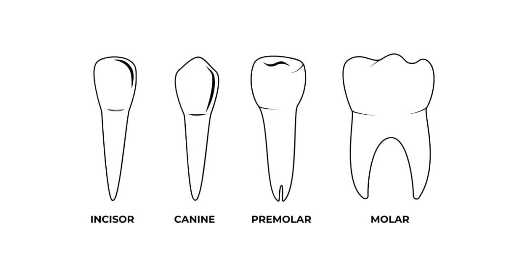 Teeth Names