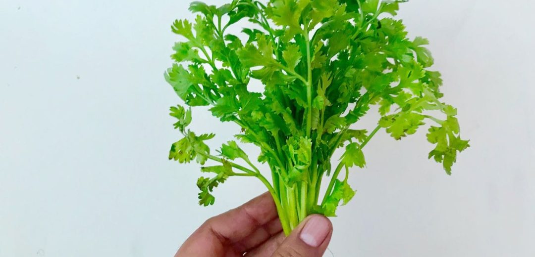 Toothache Herbs Relief Coriander