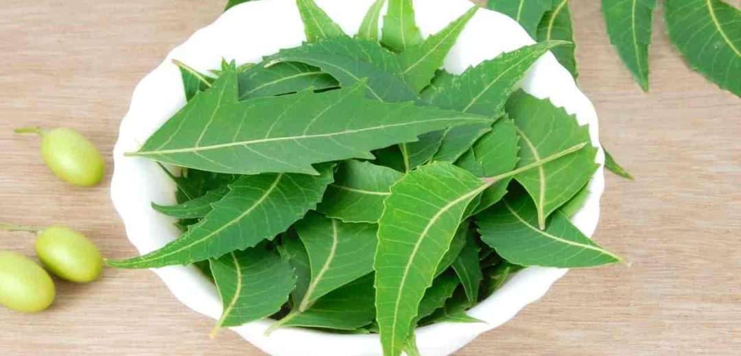 Toothache Herbs Relief Neem