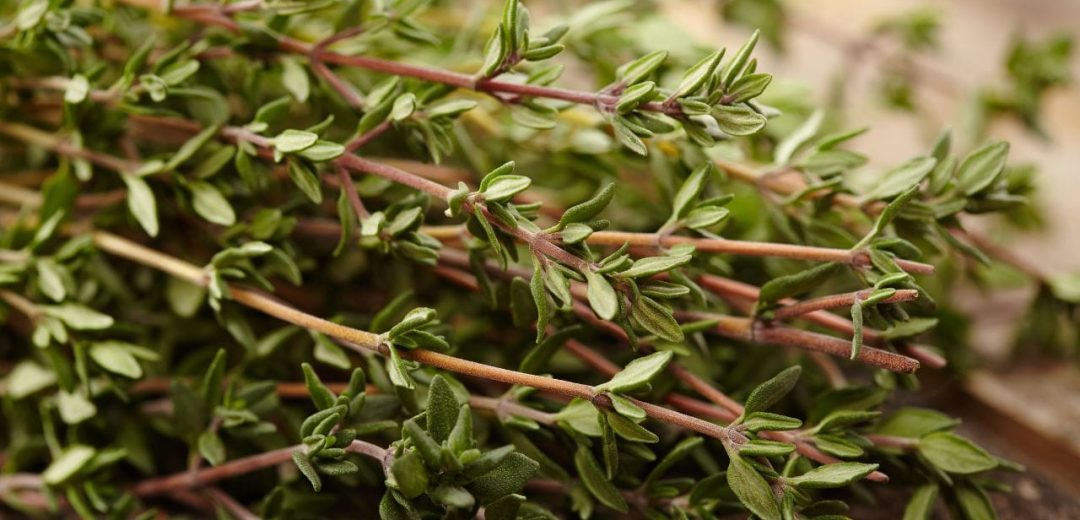 Toothache Herbs Relief Thyme