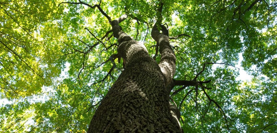 Toothache Herbs Relief Tree